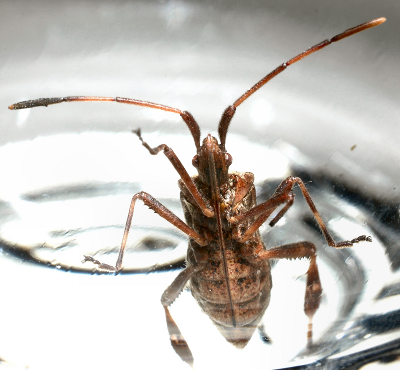 Coreidae: Leptoglossus occidentalis della Toscana (Prato)